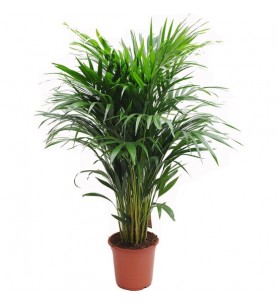 areca